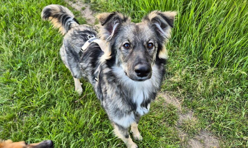 Suki