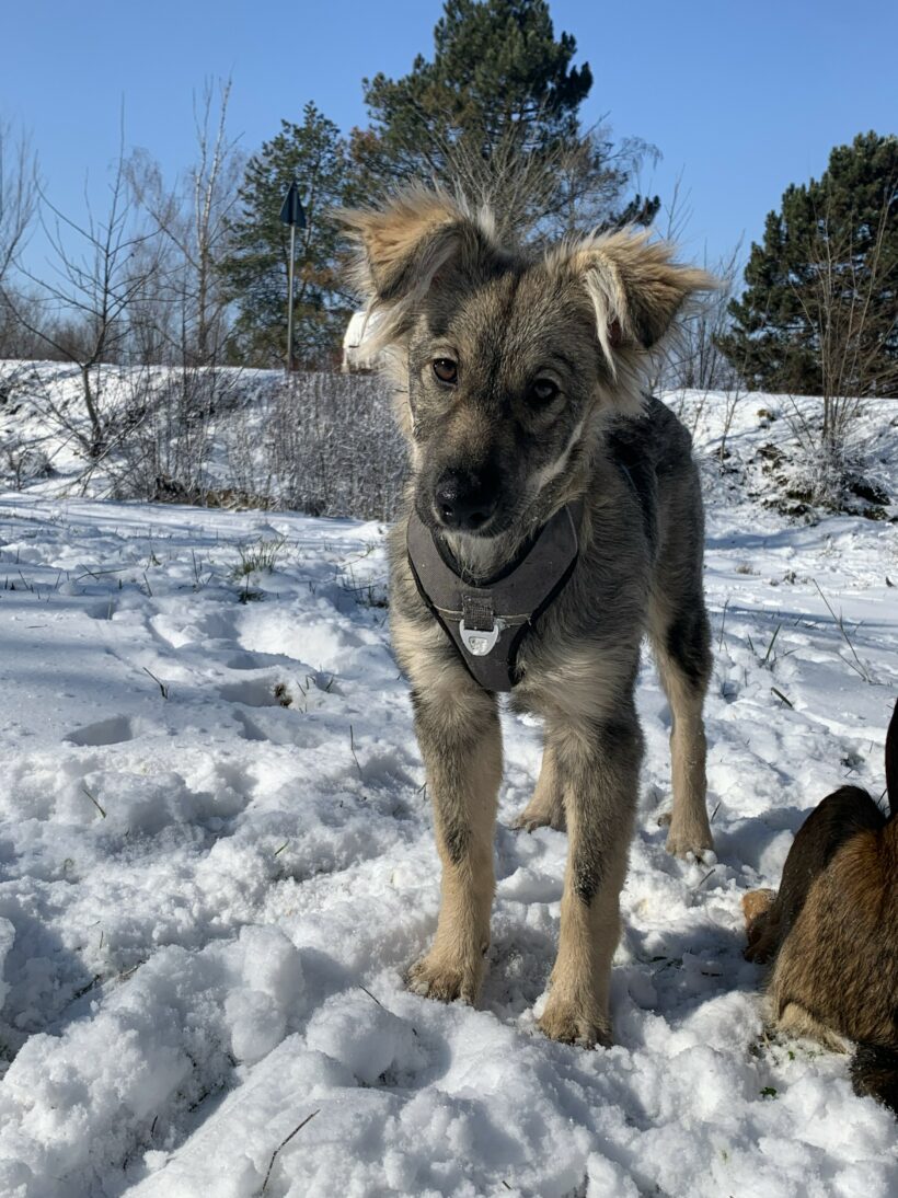 Suki