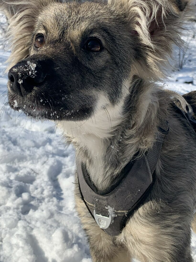 Suki
