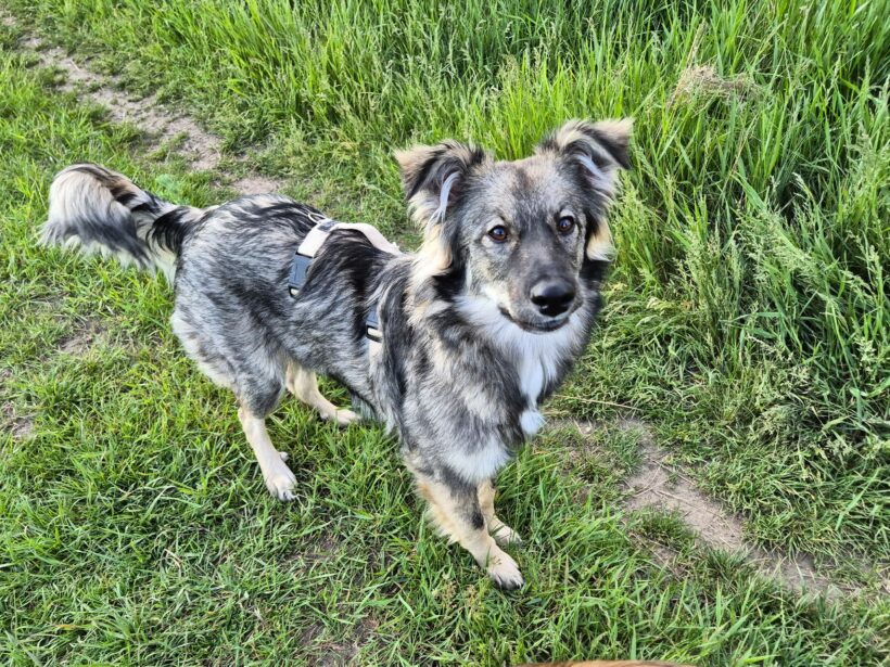 Suki Suki