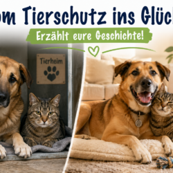 Vom Tierschutztier zum Familienmitglied – erzählen Sie von Ihrer Erfahrung