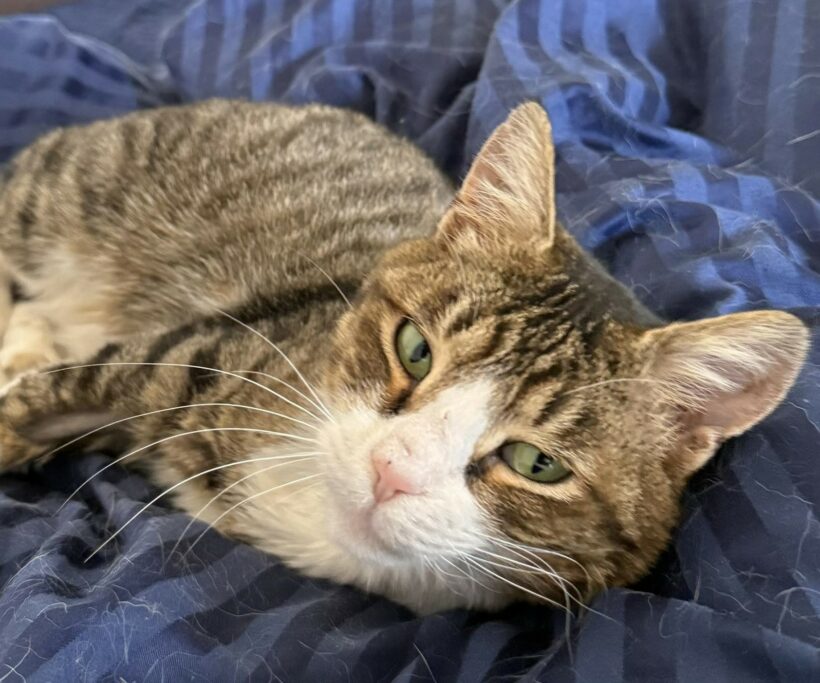 Tommi braucht Ihre Unterstützung – jetzt zählt jede Hilfe Tommi braucht Ihre Unterstützung – jetzt zählt jede Hilfe