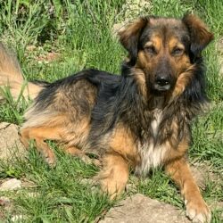 Notfellchen Balu braucht unsere Hilfe