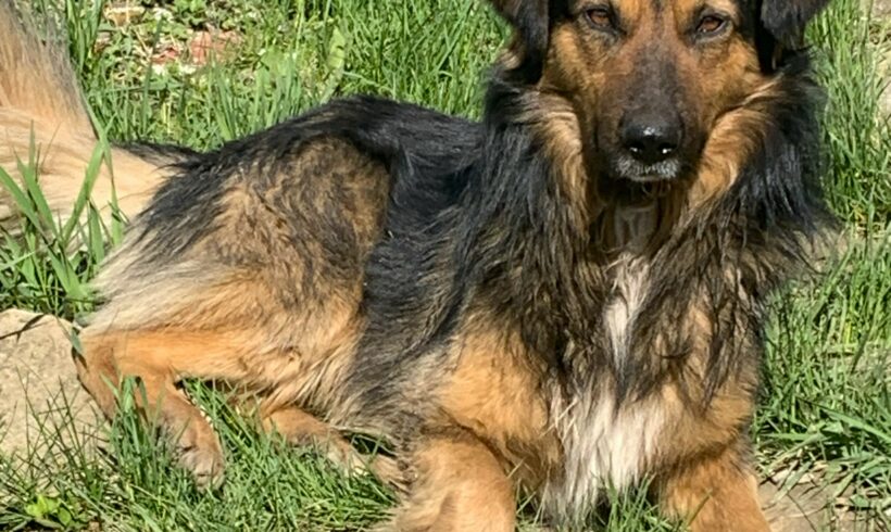 Notfellchen Balu braucht unsere Hilfe