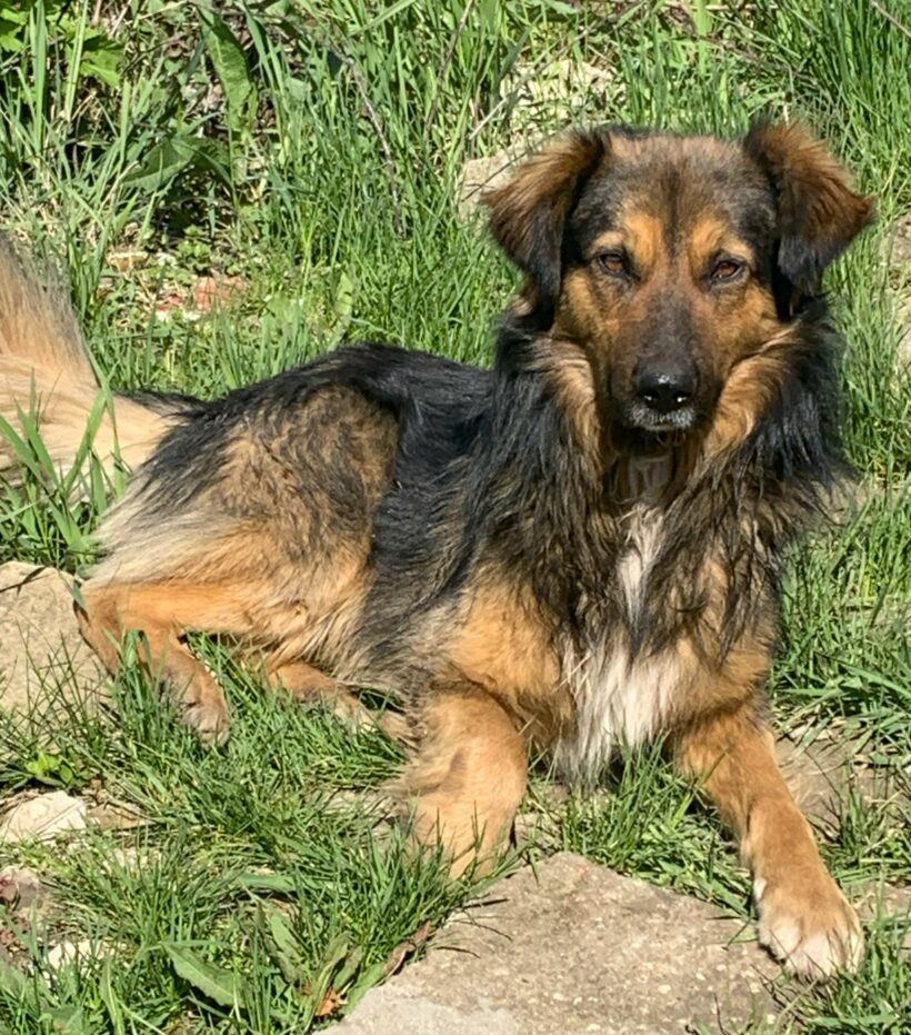 Notfellchen Balu braucht unsere Hilfe