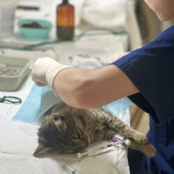 Kastrationen in Călărași