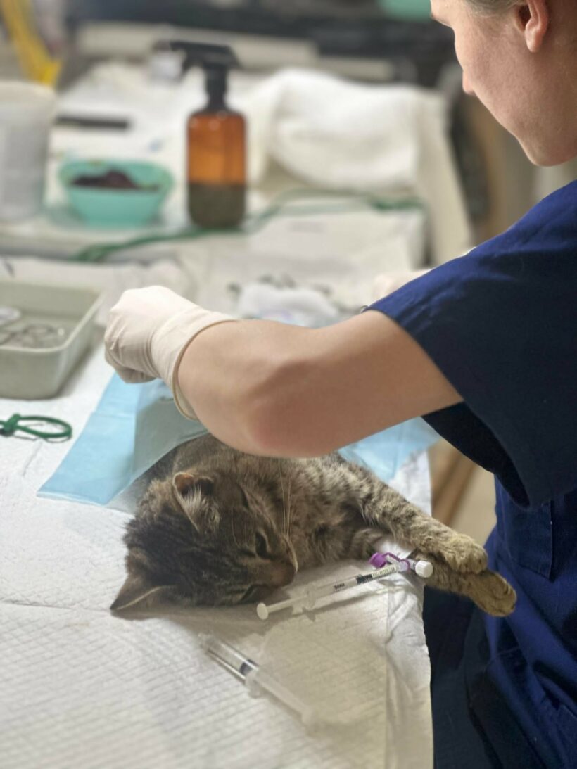 Kastrationen in Călărași