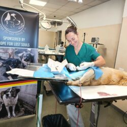 Frühling im Tierschutz: Warum Kastrationen Leben retten