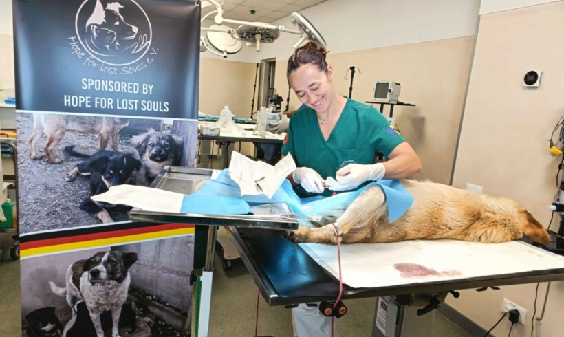 Frühling im Tierschutz: Warum Kastrationen Leben retten