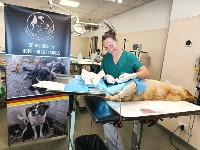 Frühling im Tierschutz: Warum Kastrationen Leben retten