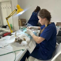 Rumänien, April 2026 (2)