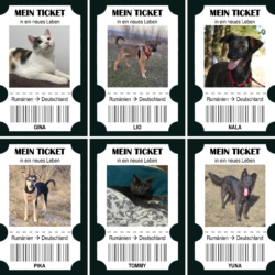 6 Tickets in ein neues Leben – und 6 Chancen für weniger Leid