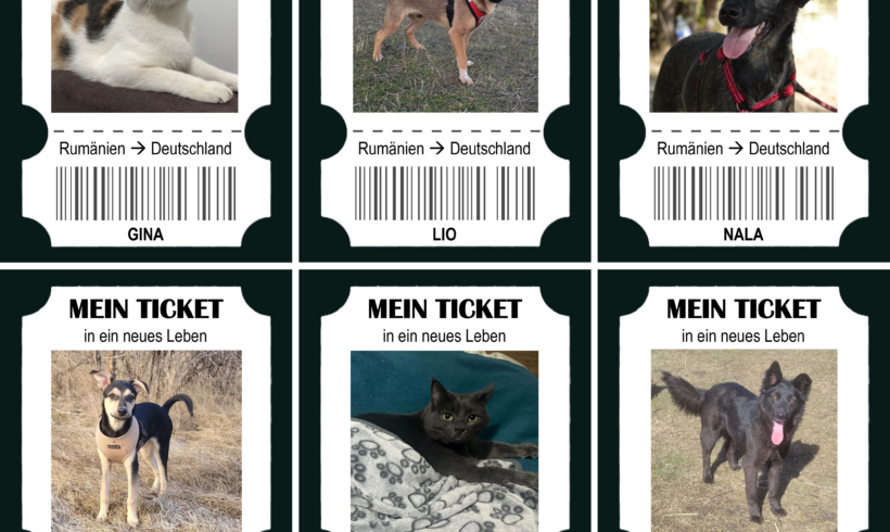 6 Tickets in ein neues Leben – und 6 Chancen für weniger Leid