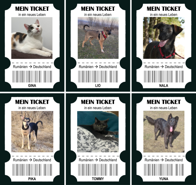 6 Tickets in ein neues Leben – und 6 Chancen für weniger Leid