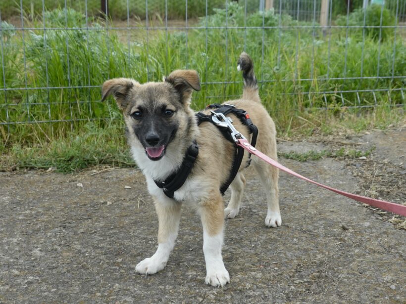 Kira