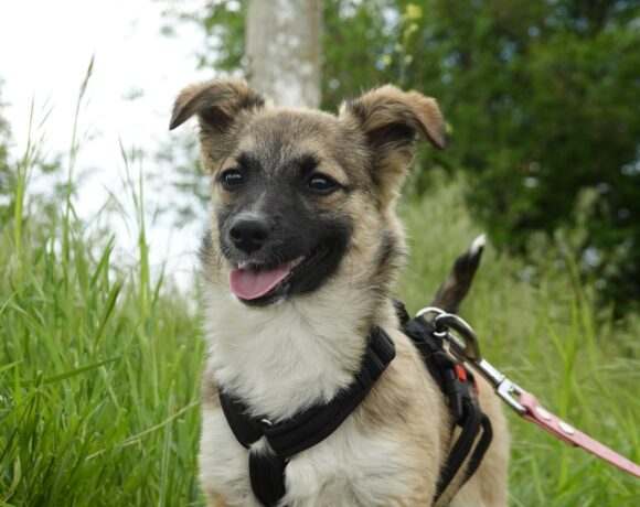 Kira