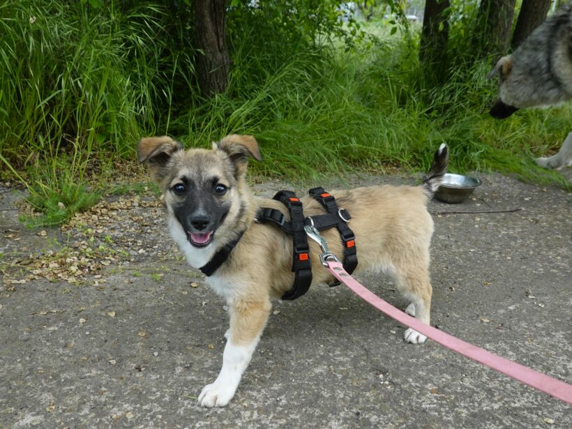 Kira