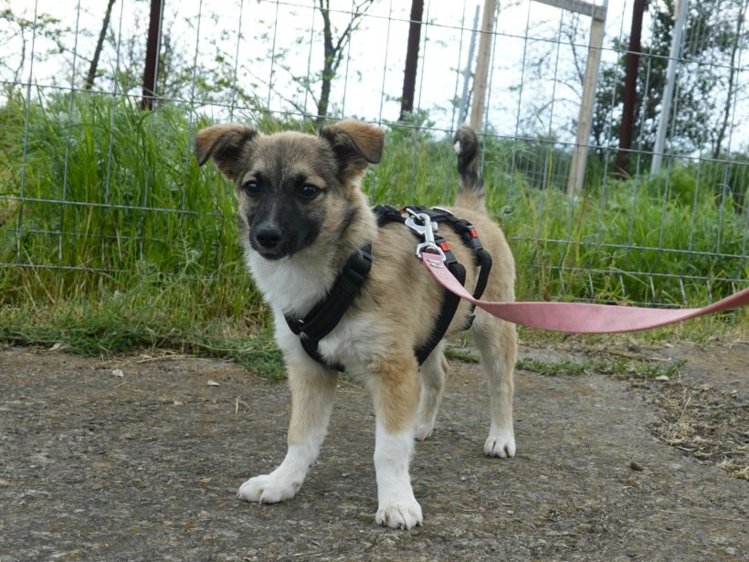 Kira