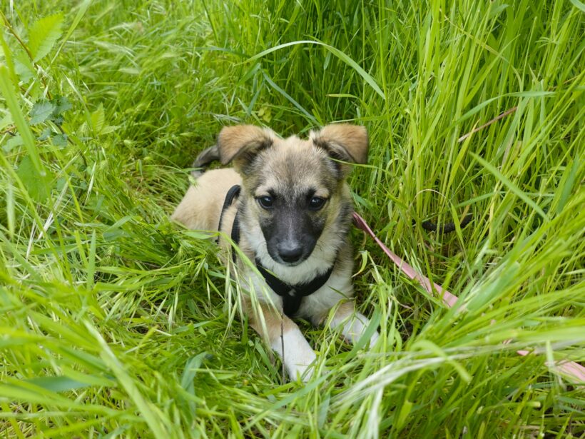 Kira