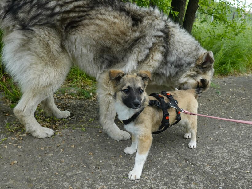 Kira