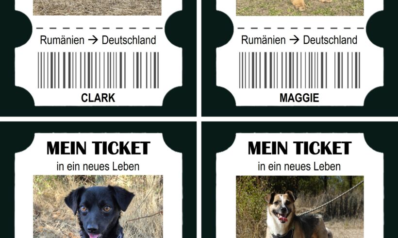 Vier Tickets ins Glück – und vier Chancen, Leid nachhaltig zu verhindern