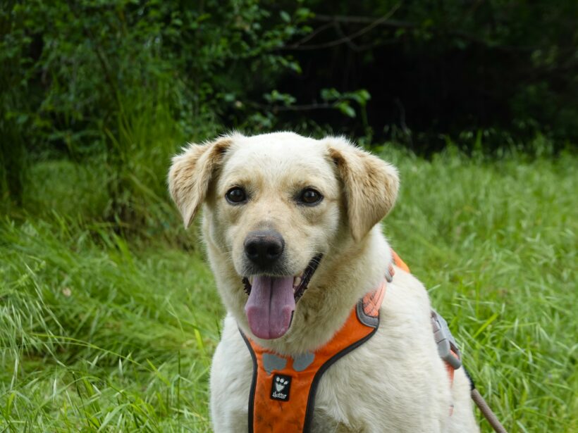 Sam