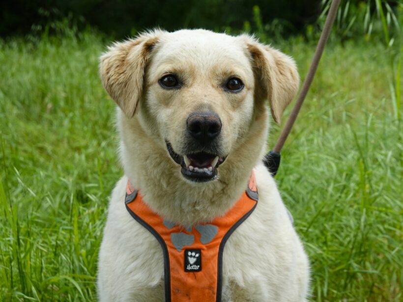 Sam