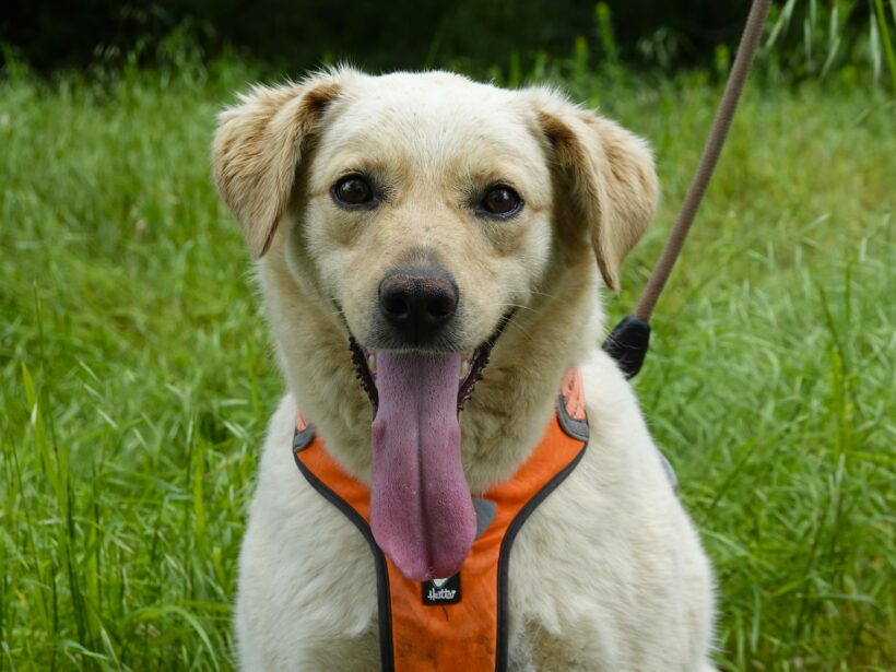 Sam