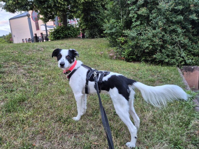 Skyla