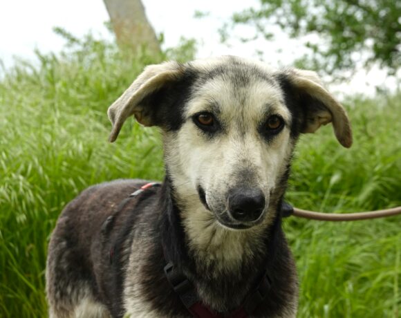 Bibi (reserviert)