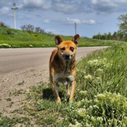 Ein alter Hund, eine einsame Landstraße und die Hoffnung auf einen würdevollen Lebensabend