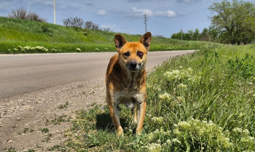 Ein alter Hund, eine einsame Landstraße und die Hoffnung auf einen würdevollen Lebensabend