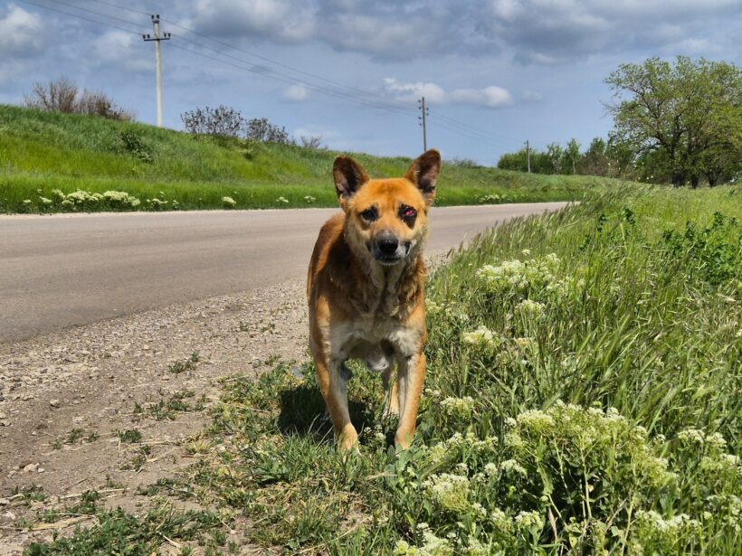 Ein alter Hund, eine einsame Landstraße und die Hoffnung auf einen würdevollen Lebensabend