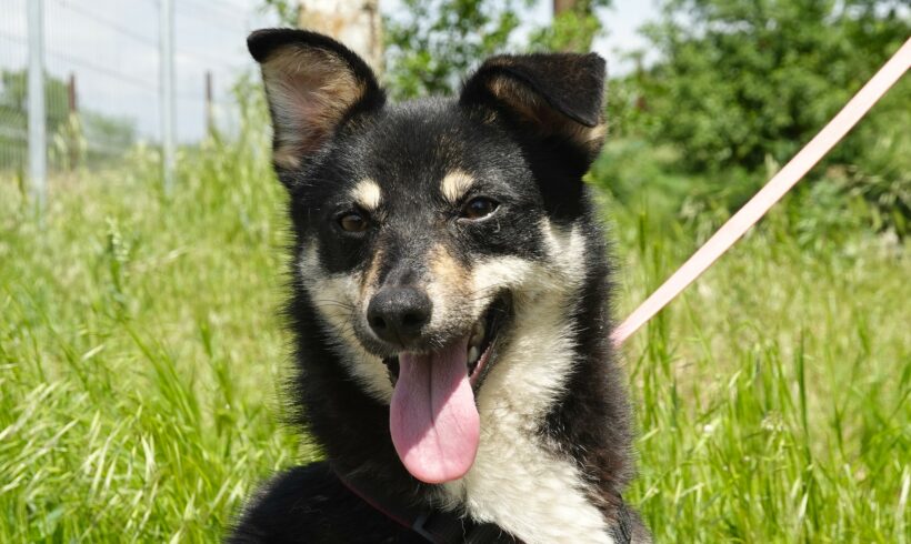 Lakota