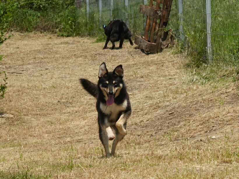 Lakota Lakota