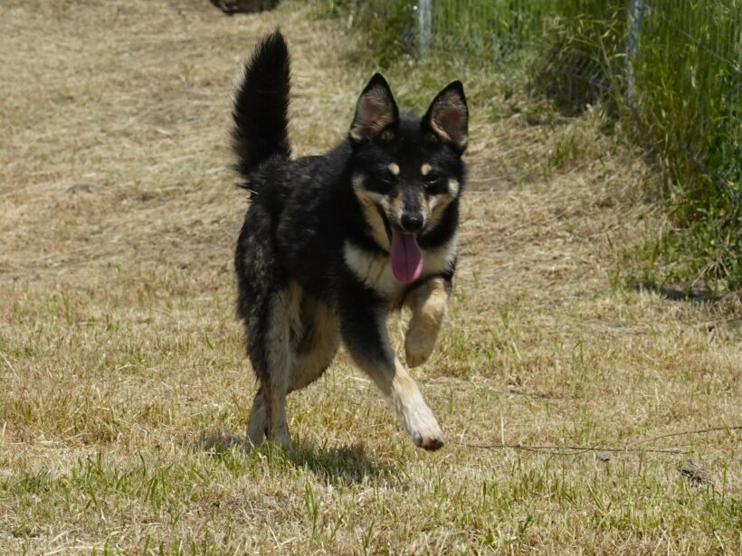 Lakota Lakota