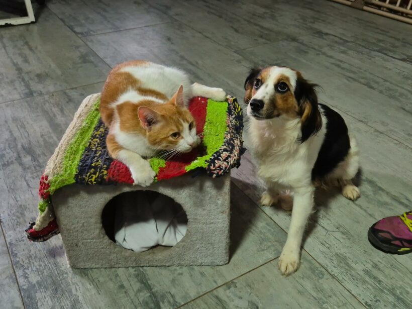Linea