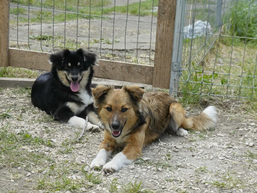 Mona