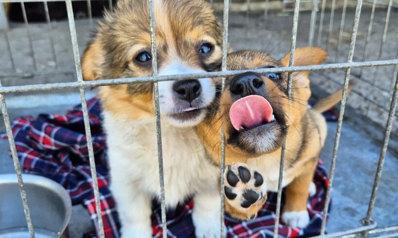 Ausgesetzt vor dem Tierheim – und plötzlich begann der Kampf ums Überleben