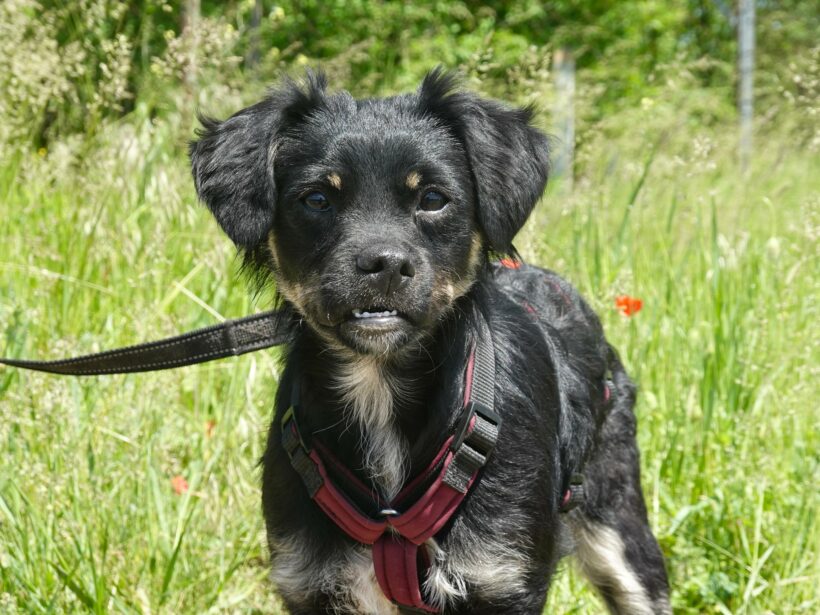 Tara