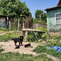 Kastrieren statt Wegsehen – Ein Dorf, unzählige Hunde und die Chance, einen Kreislauf zu durchbrechen