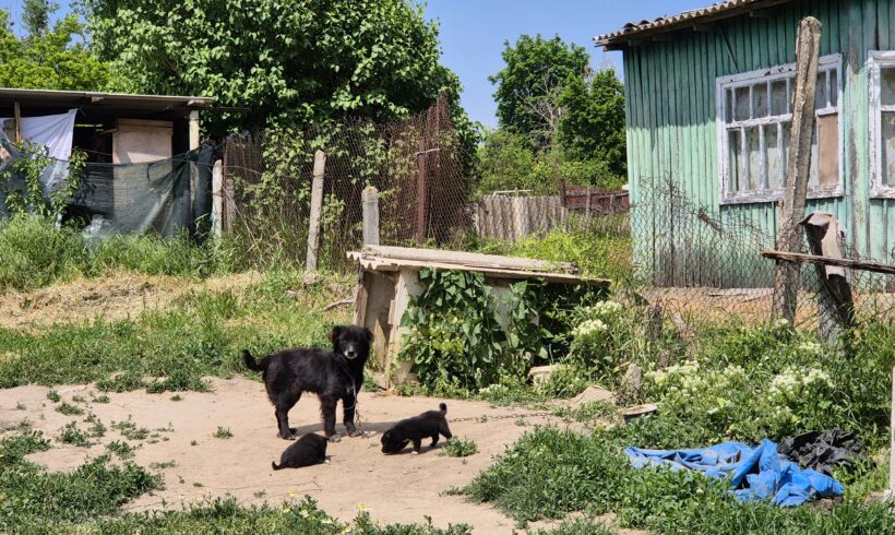 Kastrieren statt Wegsehen – Ein Dorf, unzählige Hunde und die Chance, einen Kreislauf zu durchbrechen