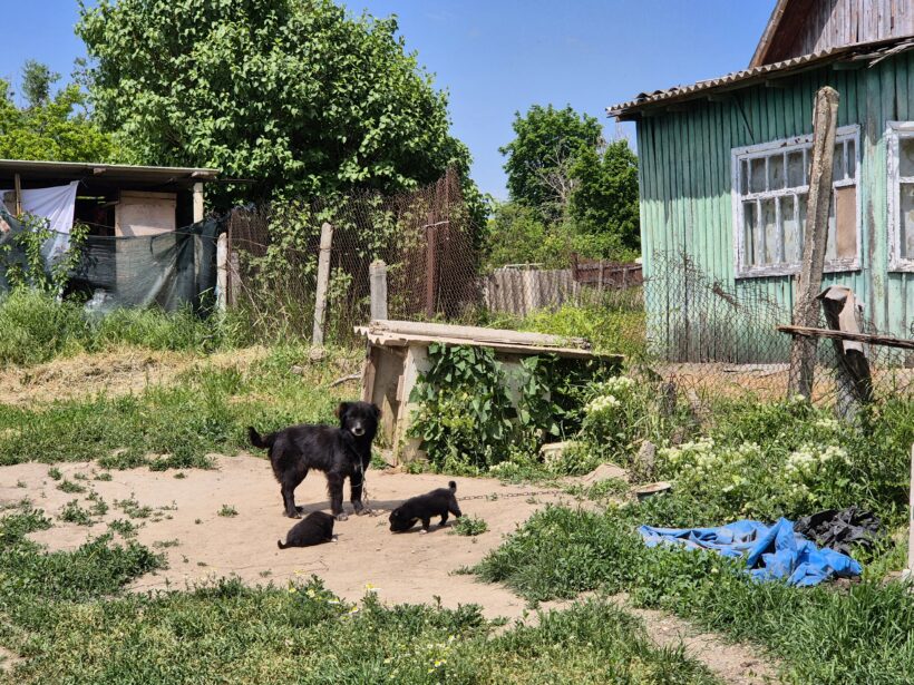 Kastrieren statt Wegsehen – Ein Dorf, unzählige Hunde und die Chance, einen Kreislauf zu durchbrechen