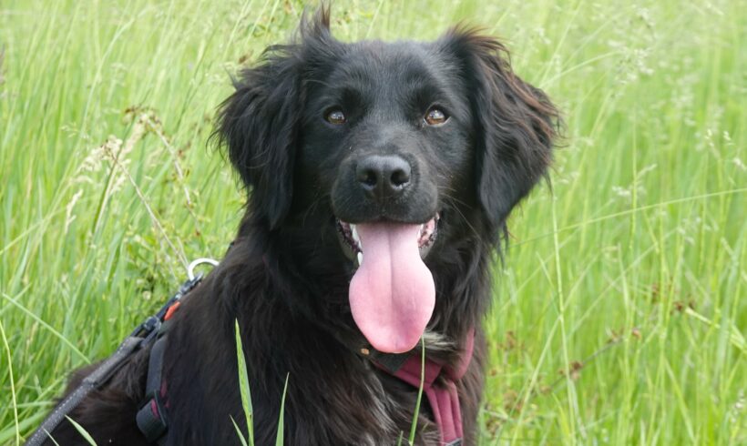 Marley