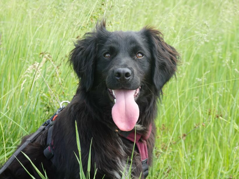 Marley