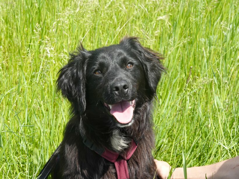 Marley