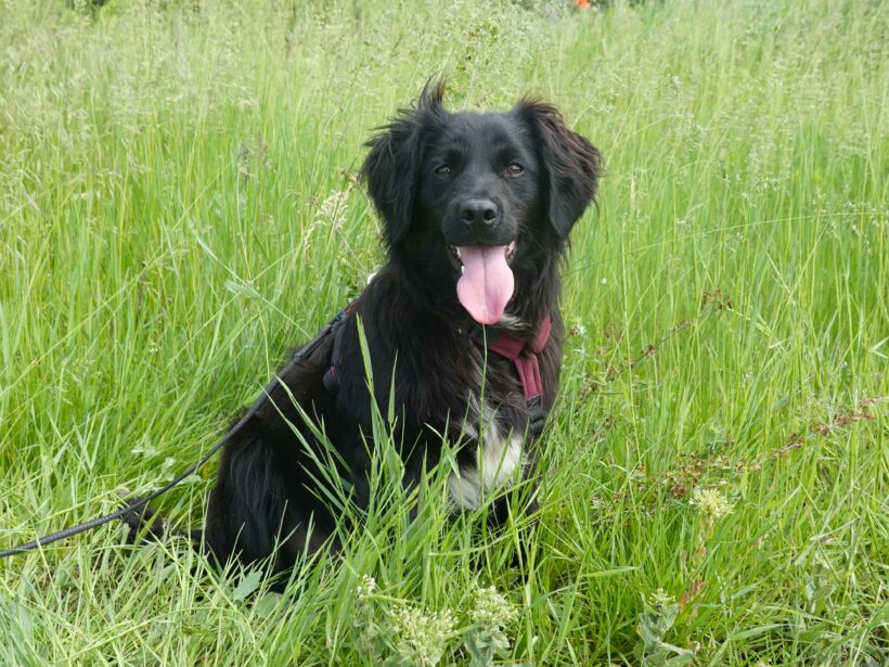 Marley
