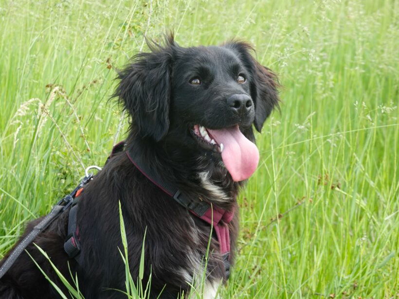 Marley