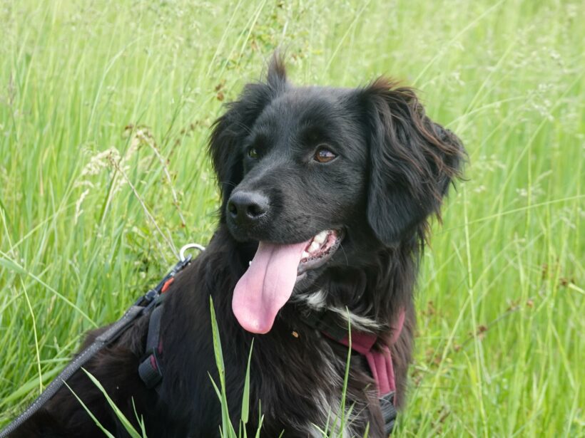 Marley
