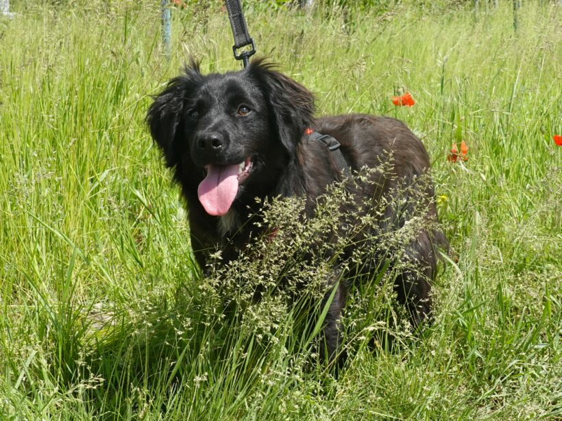 Marley